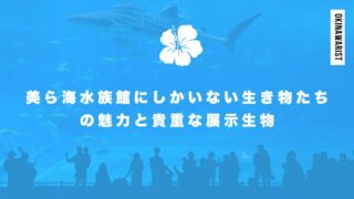 美ら海水族館にしかいない生き物たちの魅力と貴重な展示生物